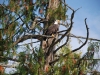 Hunakwa Lake eagle