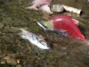 Adams River sockeye splendour