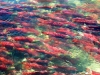 2010 Adams River salmon run