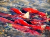 Adams River sockeye salmon