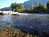 Adams River mouth 2010