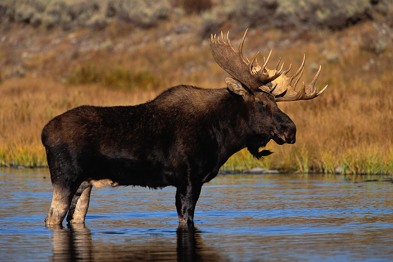 a-moose-tale-like-no-other-population-in-decline-shuswap-passion