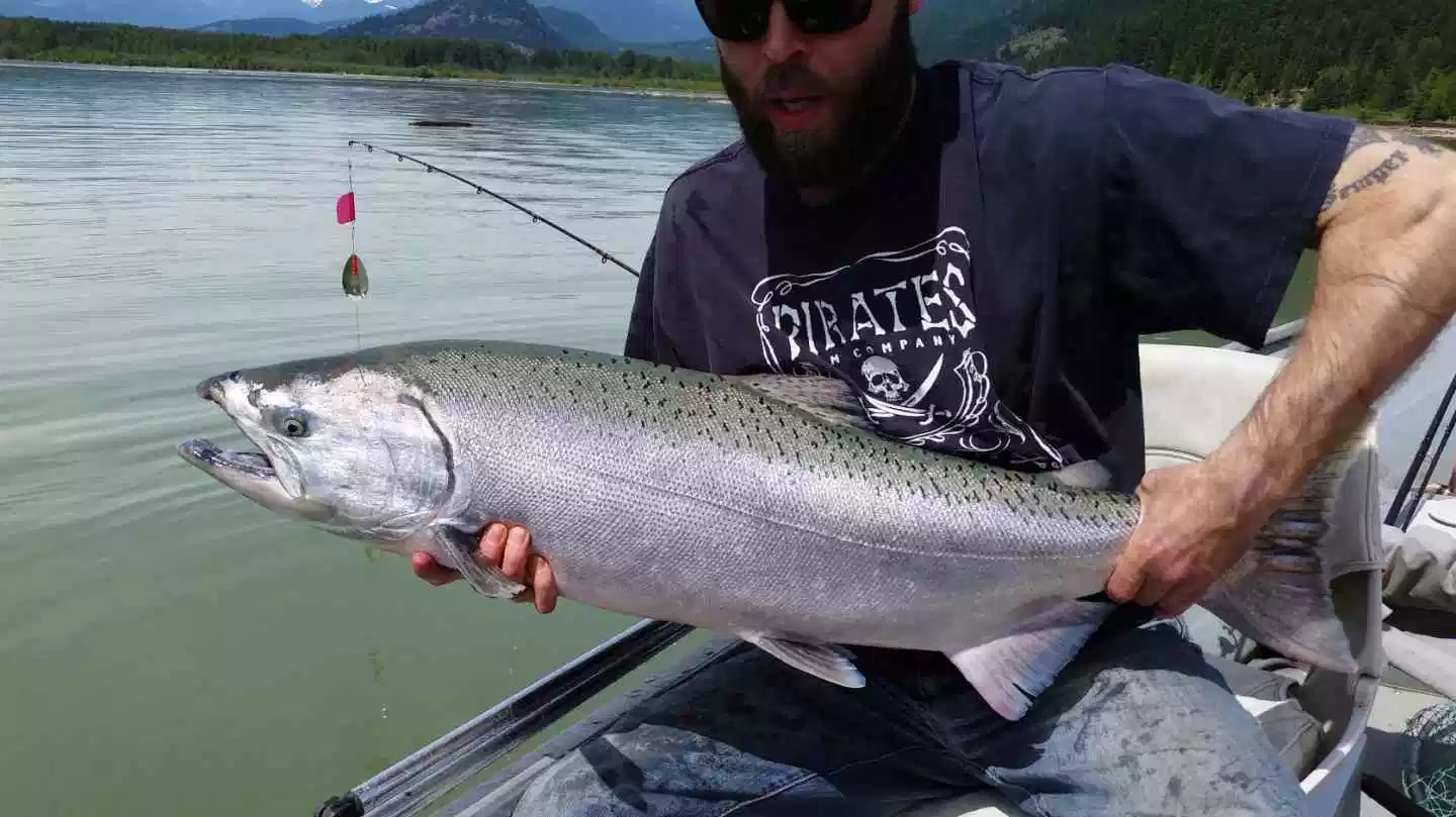 Update: Man nets fines for illegal catch of 20-pound salmon in Shuswap Lake  - Salmon Arm Observer