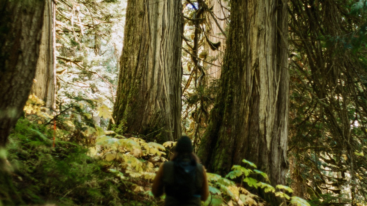 Ancient cedar forest stands at risk in Shuswap’s own “Fairy Creek ...